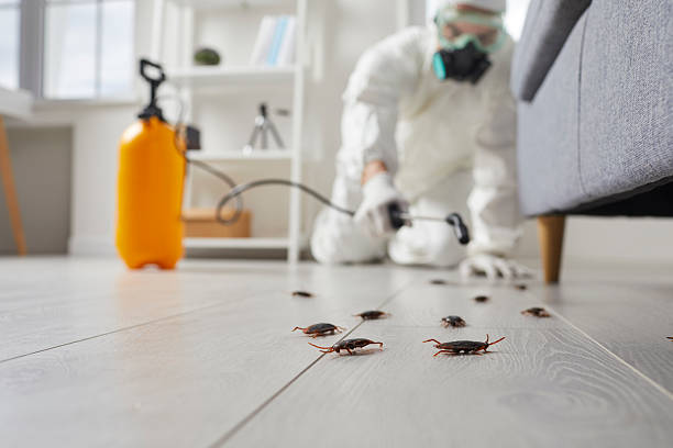 Commercial Kitchen Cockroach Control in Saint John's University